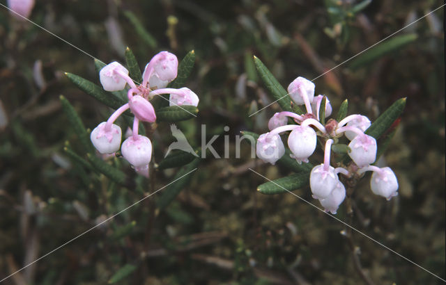 Bog-rosemary (Andromeda polifolia)