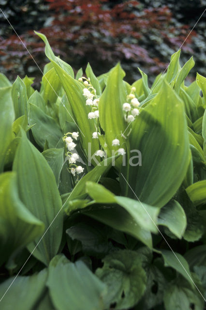 Lelietje-van-dalen (Convallaria majalis)