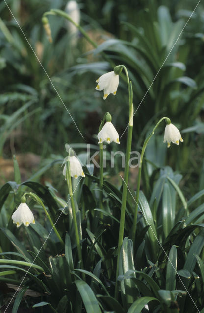 Lenteklokje (Leucojum vernum)