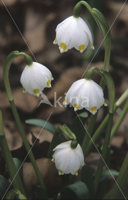 Lenteklokje (Leucojum vernum)