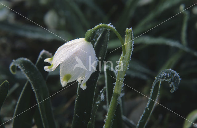 Spring Snowflake (Leucojum vernum)