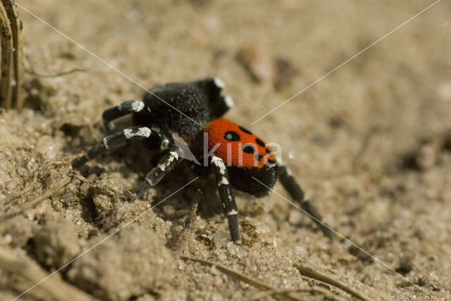 Lentevuurspin (Eresus sandaliatus)