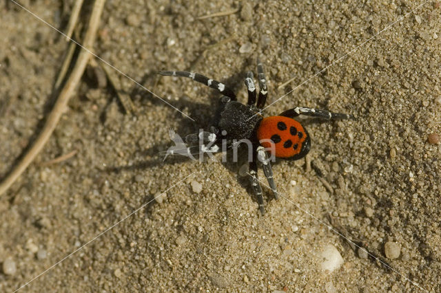 Lentevuurspin (Eresus sandaliatus)