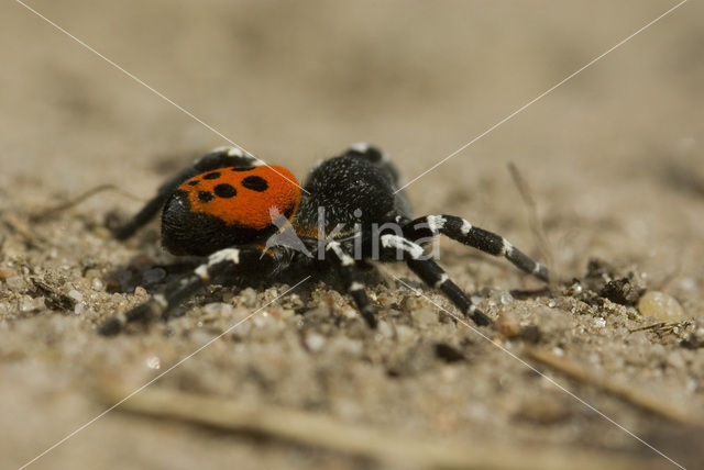 Lentevuurspin (Eresus sandaliatus)
