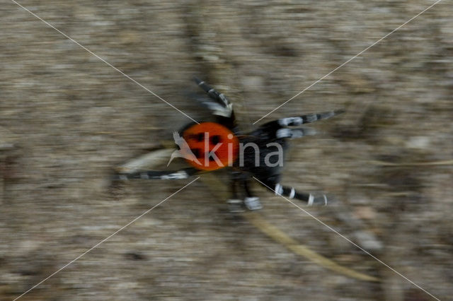 Lentevuurspin (Eresus sandaliatus)