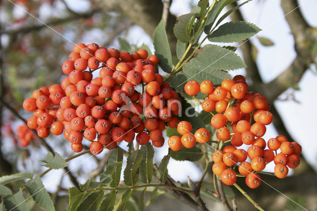 Moutain Ash (Sorbus)