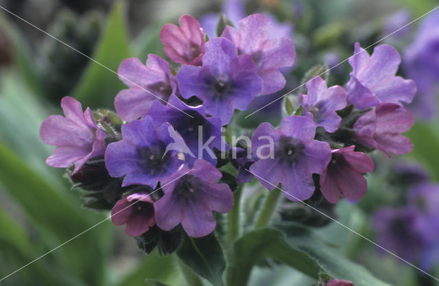 Lungwort (Pulmonaria )