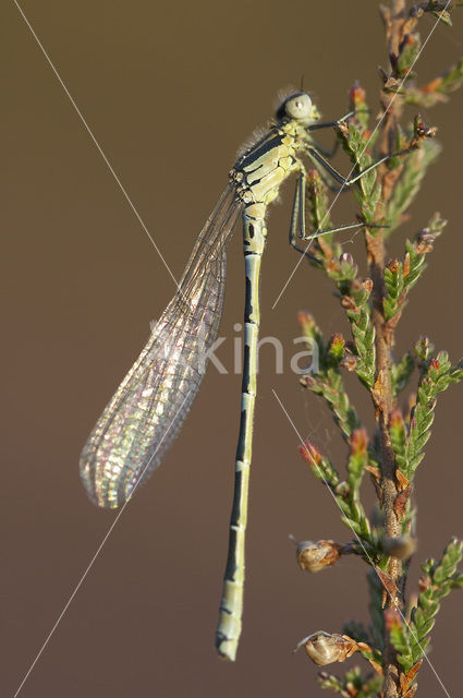 Irish Damselfly (Coenagrion lunulatum)