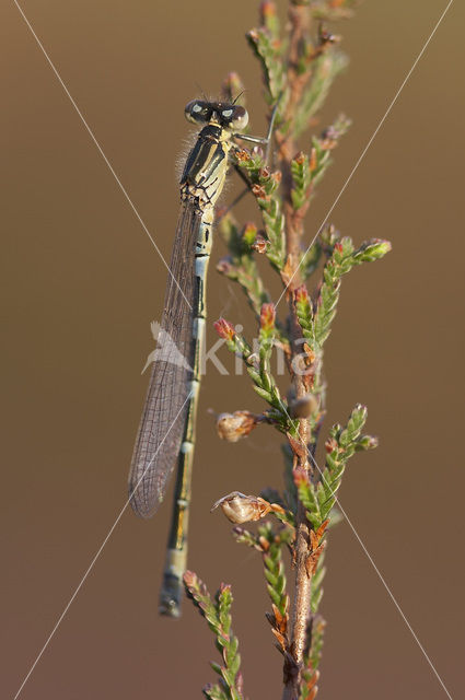 Irish Damselfly (Coenagrion lunulatum)