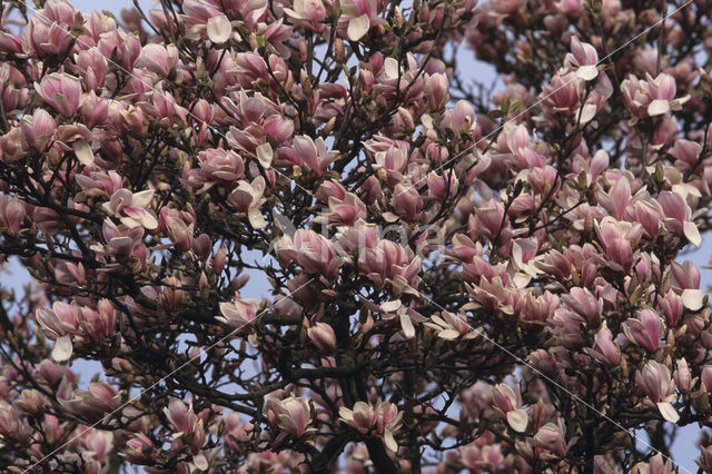 Magnolia (Magnolia spec.)