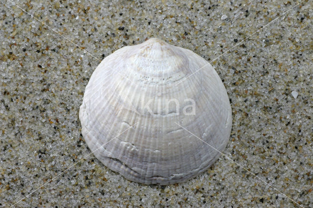 Marmerschelp (Glycymeris radiolyrata)