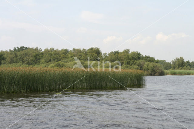 Mattenbies (Scirpus lacustris)