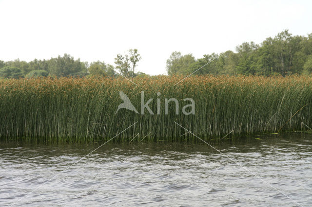 Mattenbies (Scirpus lacustris)