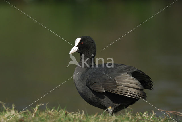 Meerkoet (Fulica atra)