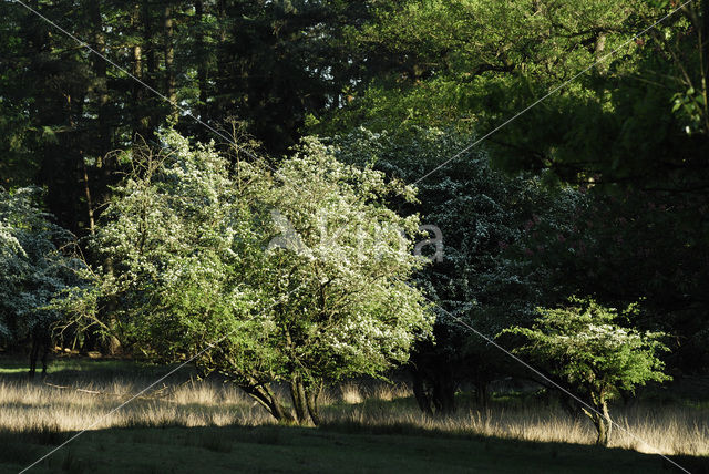 Hawthorn (Crataegus )