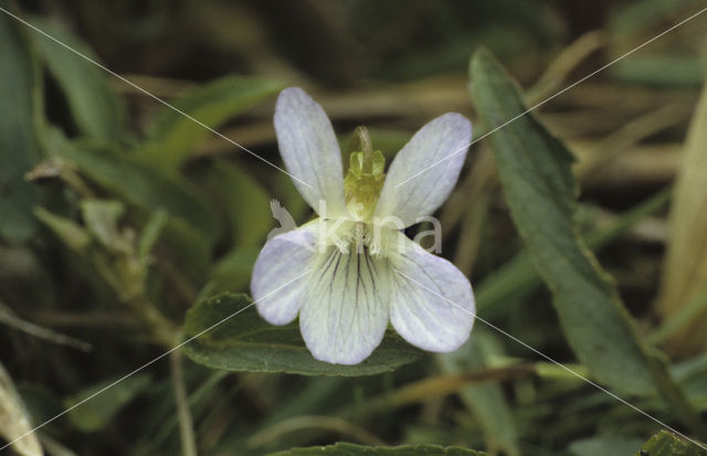 Melkviooltje (Viola persicifolia)