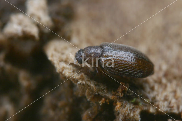 Minute Brown Scavenger Beetle (Cortinicara gibbosa)