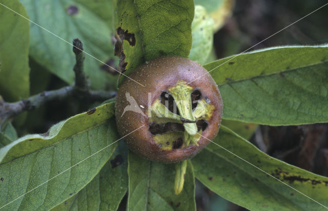 Medlar (Mespilus germanica)