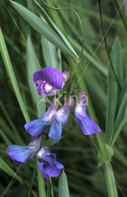 Moeraslathyrus (Lathyrus palustris)