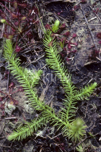 Moeraswolfsklauw (Lycopodiella inundata)