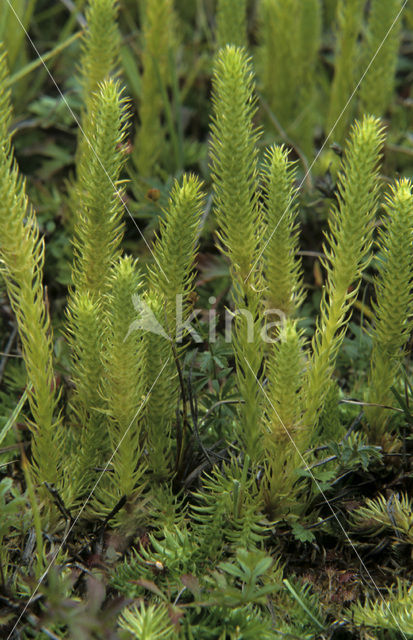 Marsh Clubmoss (Lycopodiella inundata)