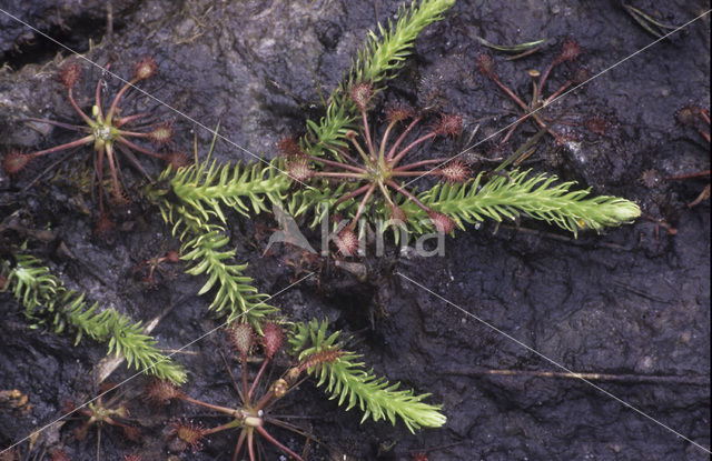 Moeraswolfsklauw (Lycopodiella inundata)