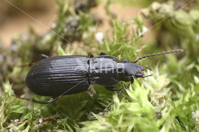 Moeraszwartschild (Pterostichus minor)