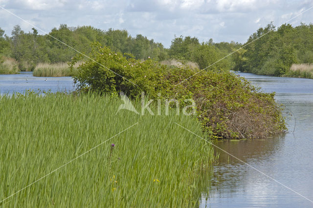 Molenpolder