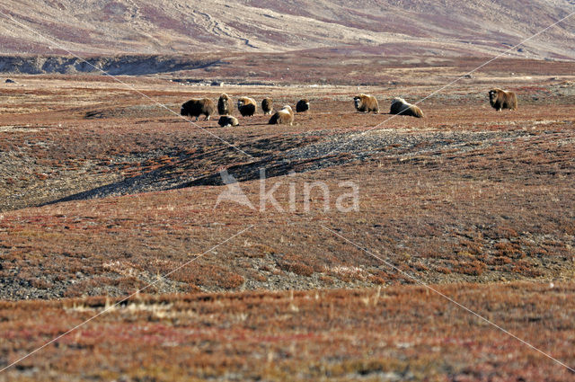 muskox (Ovibos moschatus)