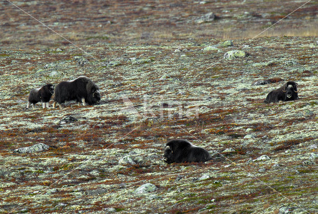 muskox (Ovibos moschatus)