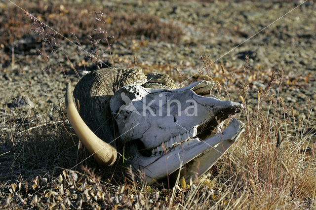 muskox (Ovibos moschatus)