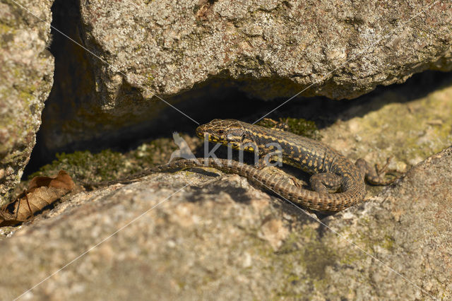 Muurhagedis (Podarcis muralis)