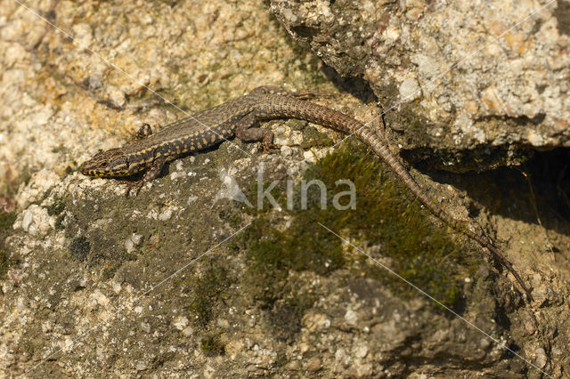 Muurhagedis (Podarcis muralis)