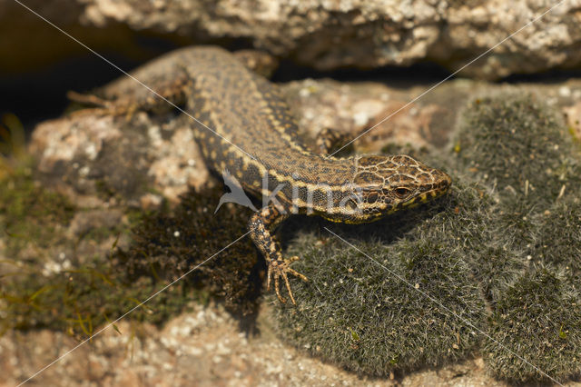 Wall Lizard (Podarcis muralis)