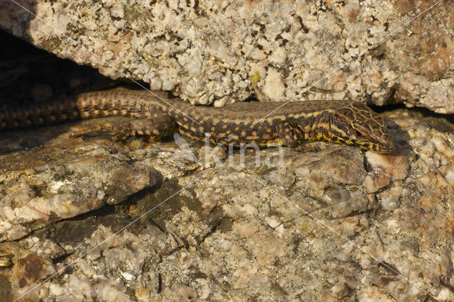 Muurhagedis (Podarcis muralis)