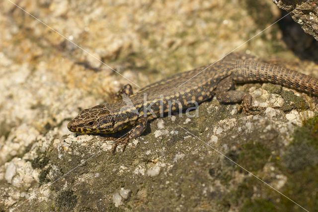 Muurhagedis (Podarcis muralis)