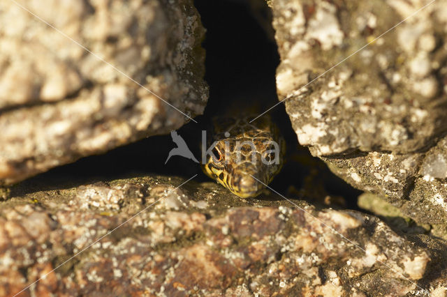 Wall Lizard (Podarcis muralis)