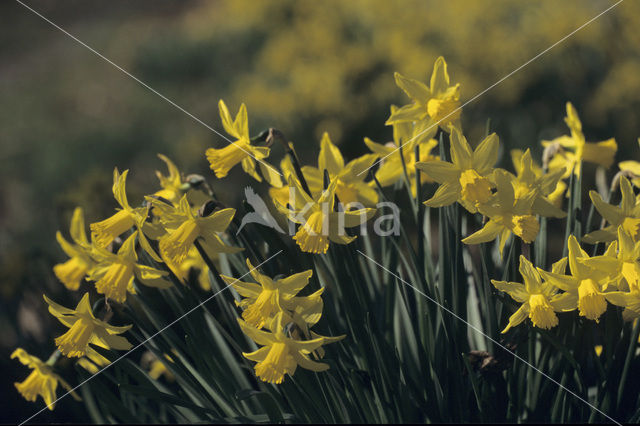 Narcis (Narcissus spec.)