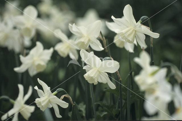 daffodil (Narcissus spec.)