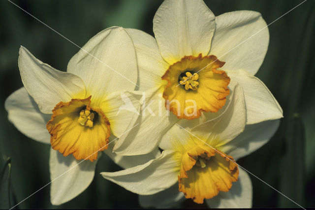 daffodil (Narcissus spec.)