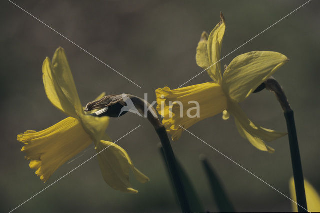 daffodil (Narcissus spec.)