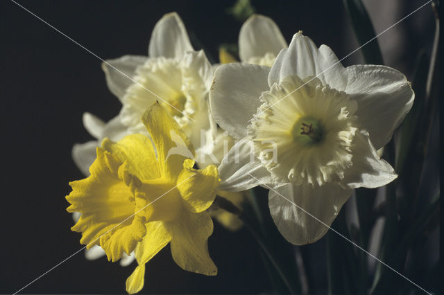 Narcis (Narcissus spec.)