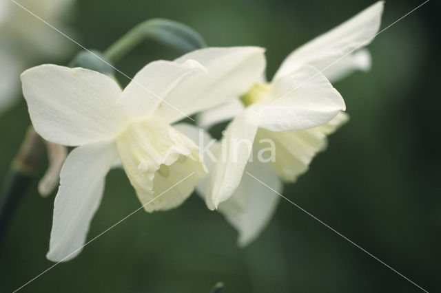 Narcis (Narcissus spec.)