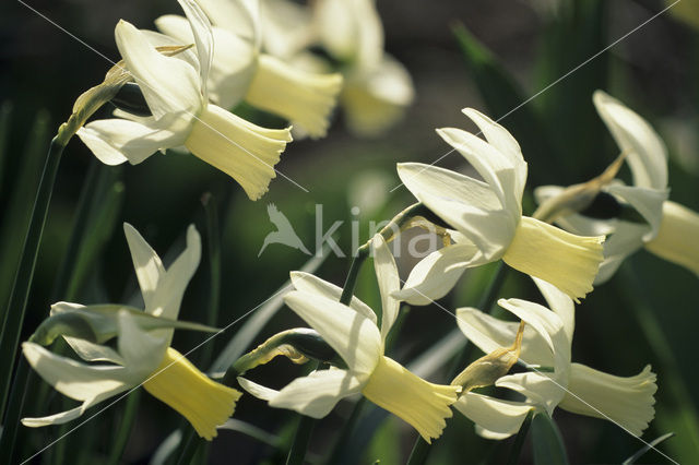 Narcis (Narcissus spec.)