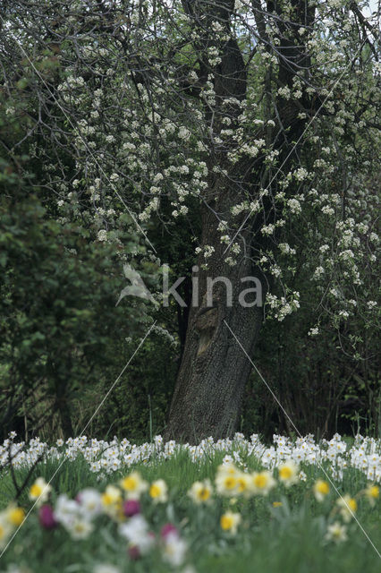 daffodil (Narcissus spec.)