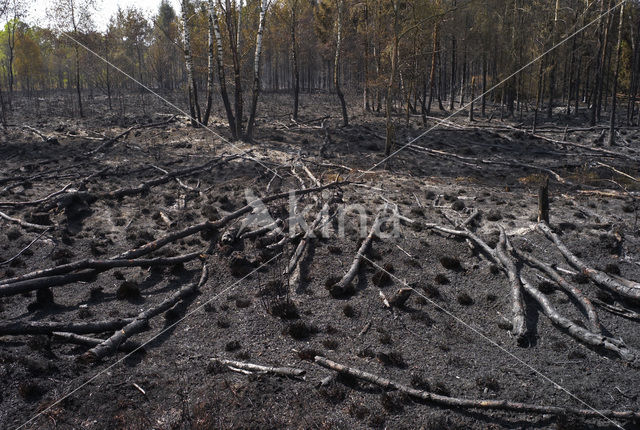Neterselse Heide
