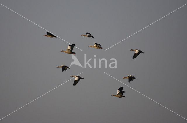 Egyptian Goose (Alopochen aegyptiaca)