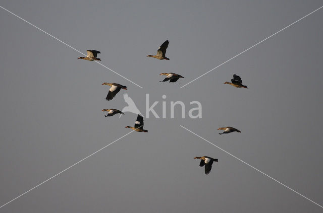 Egyptian Goose (Alopochen aegyptiaca)