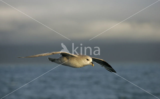 Northern Fulmar (Fulmarus glacialis)