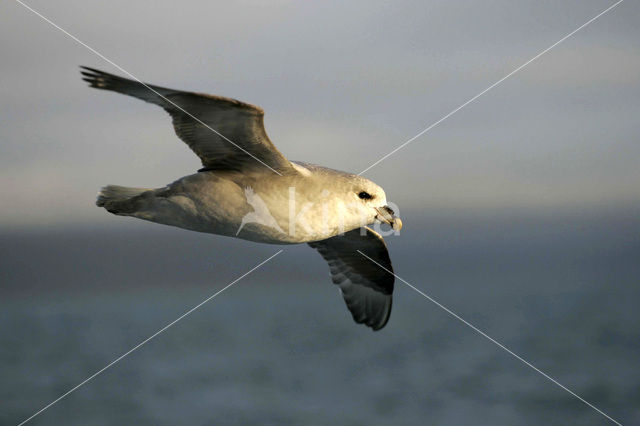 Noordse Stormvogel (Fulmarus glacialis)